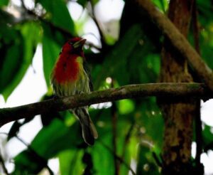 Imágenes captadas de aves en Cundinamarca 2019 Foto. Idecut